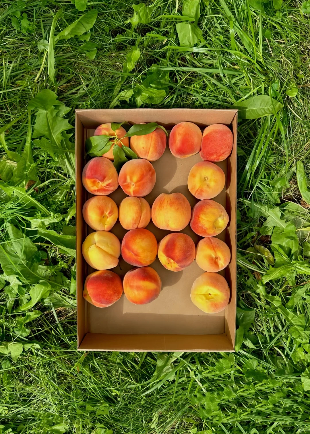 在山野里收获的蔬菜?