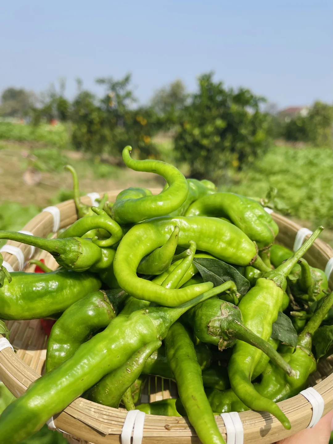 田园风光～好绿意 ?摘不完，根本摘不完