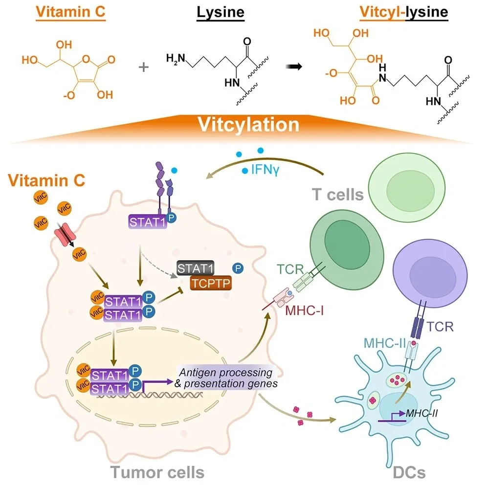 哈佛团队最新Cell，维生素C抗癌再添新证