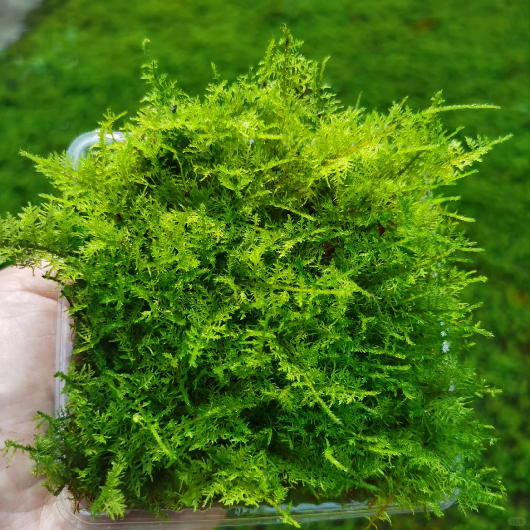 苔藓混搭一共6盒 满足不同造景需求