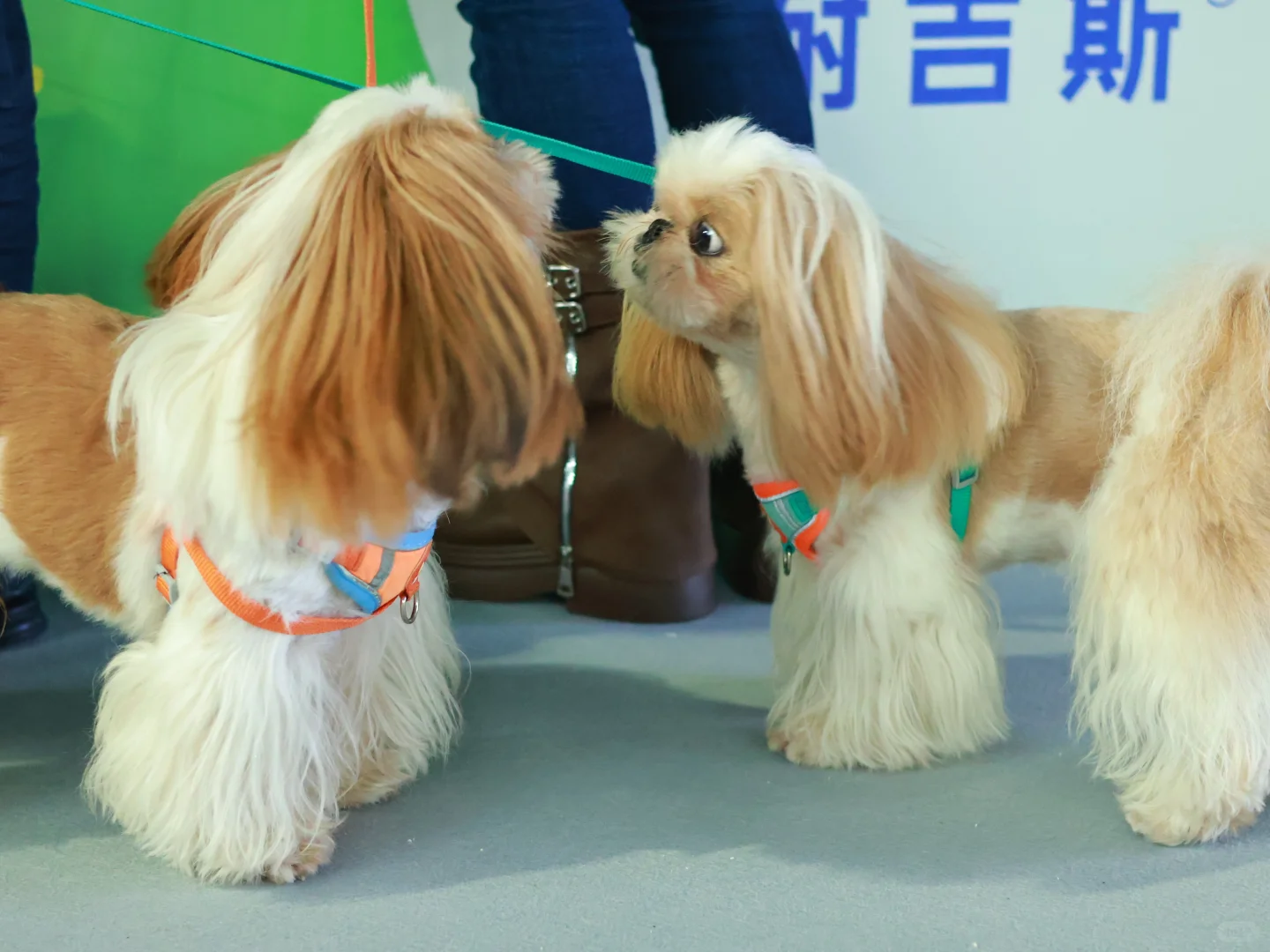 泸州宠物博览会
