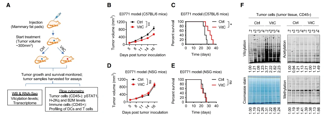 哈佛团队最新Cell，维生素C抗癌再添新证