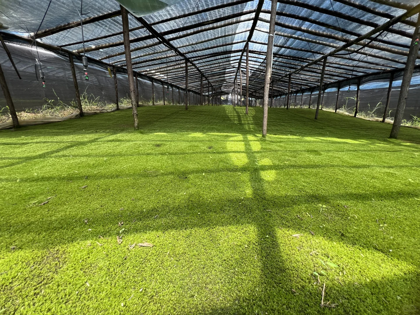 苔藓混搭一共6盒 满足不同造景需求