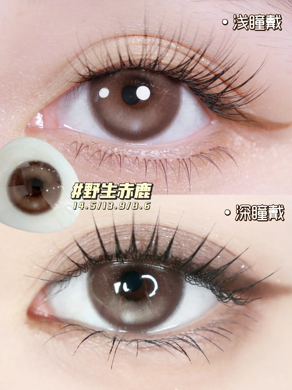 别催啦！断货王「黎明白鸽」库存现货已上架！