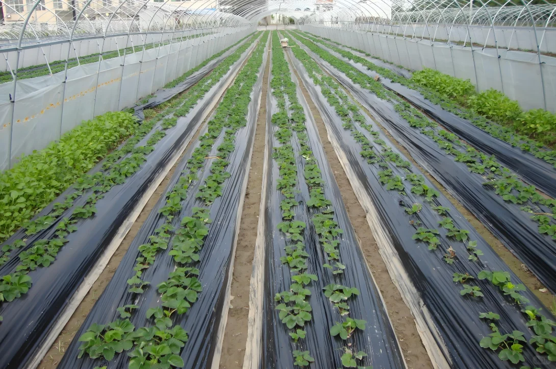 ?告别白色污染!可堆肥地膜YYDS!