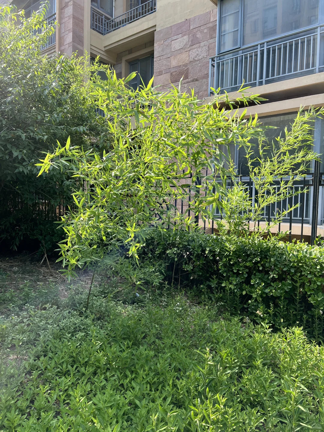 淄博 免费送竹子！