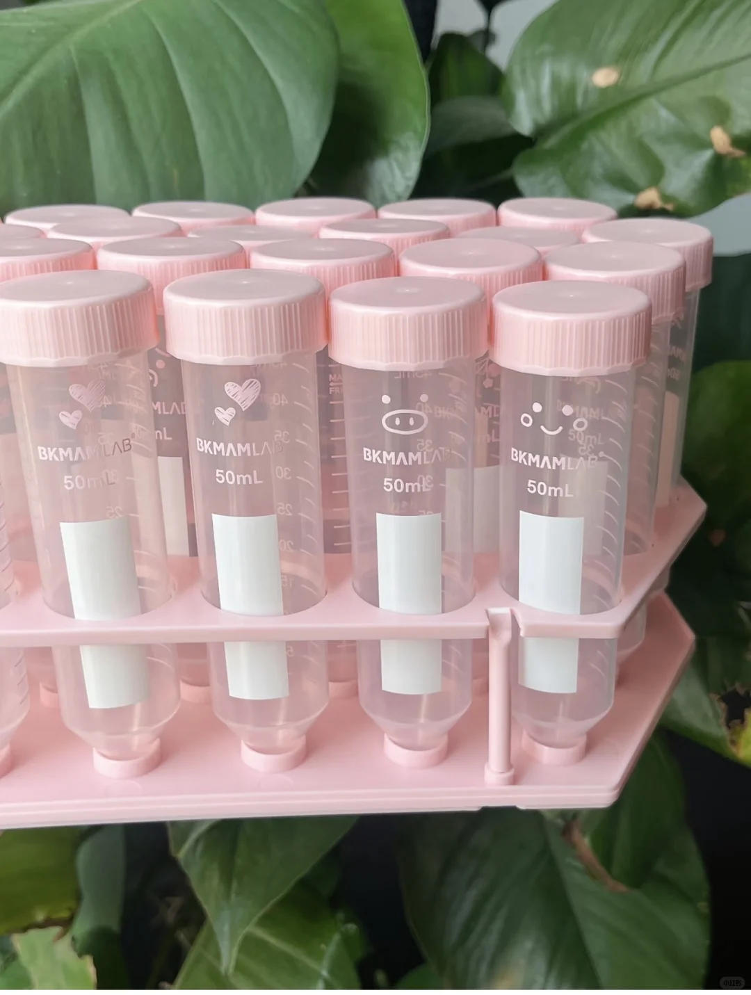 实验室的粉色，太治愈了～