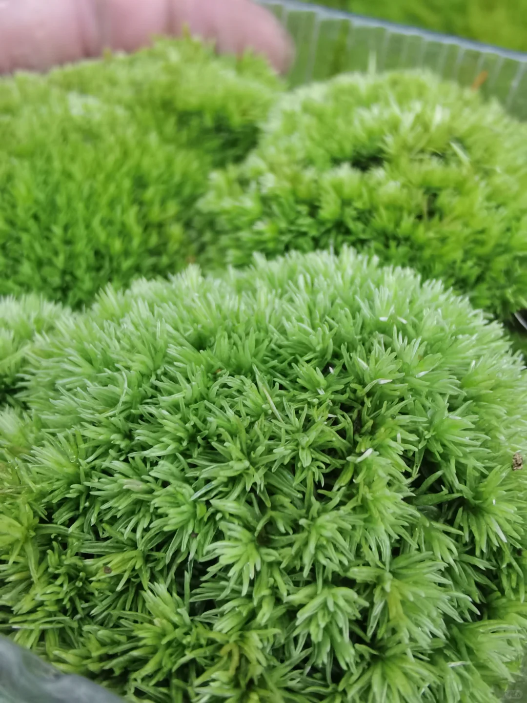 苔藓混搭一共6盒 满足不同造景需求