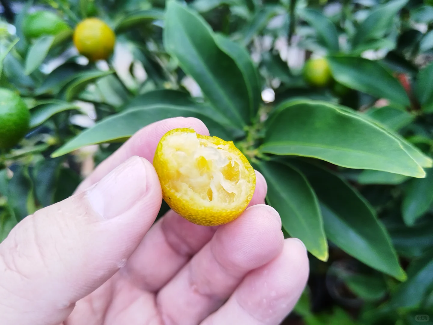 这种口感，维生素C的含量肯定很高