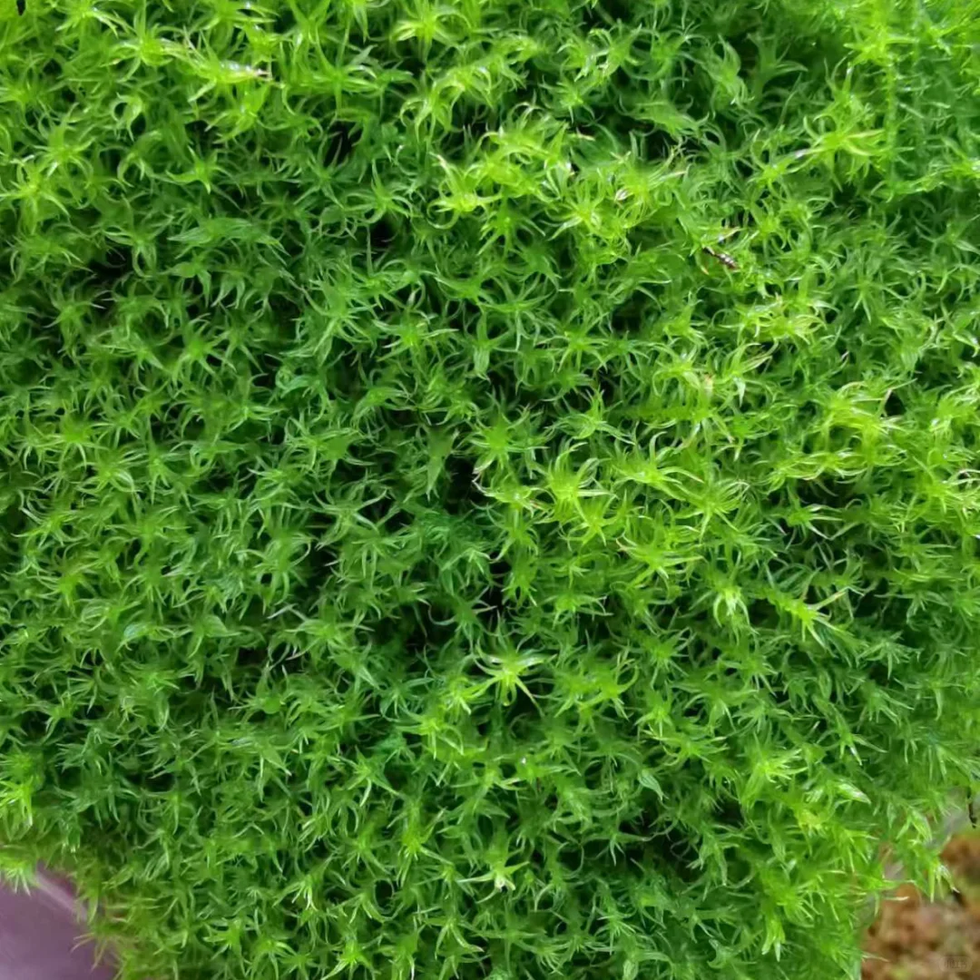 苔藓混搭一共6盒 满足不同造景需求
