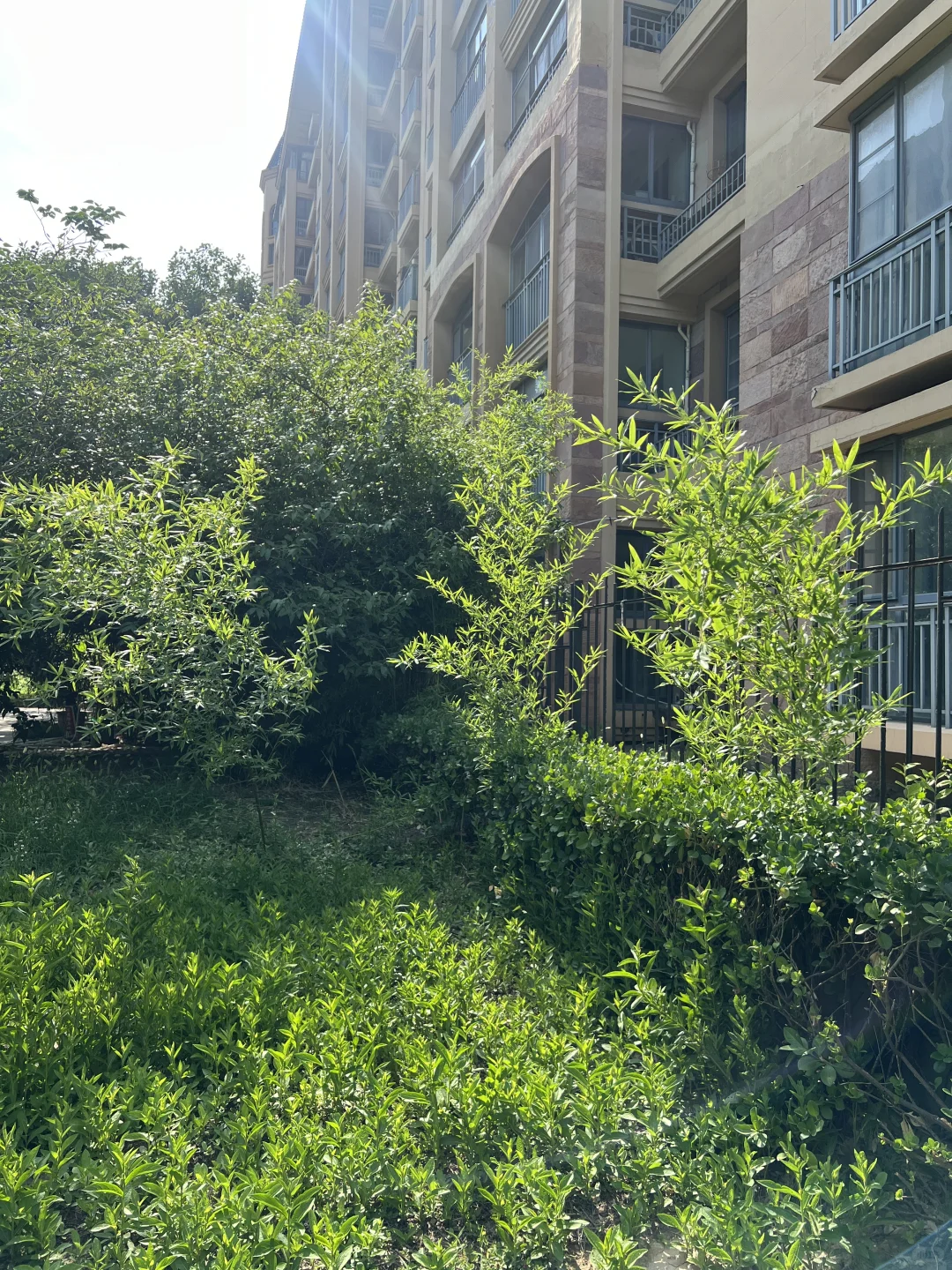 淄博 免费送竹子！