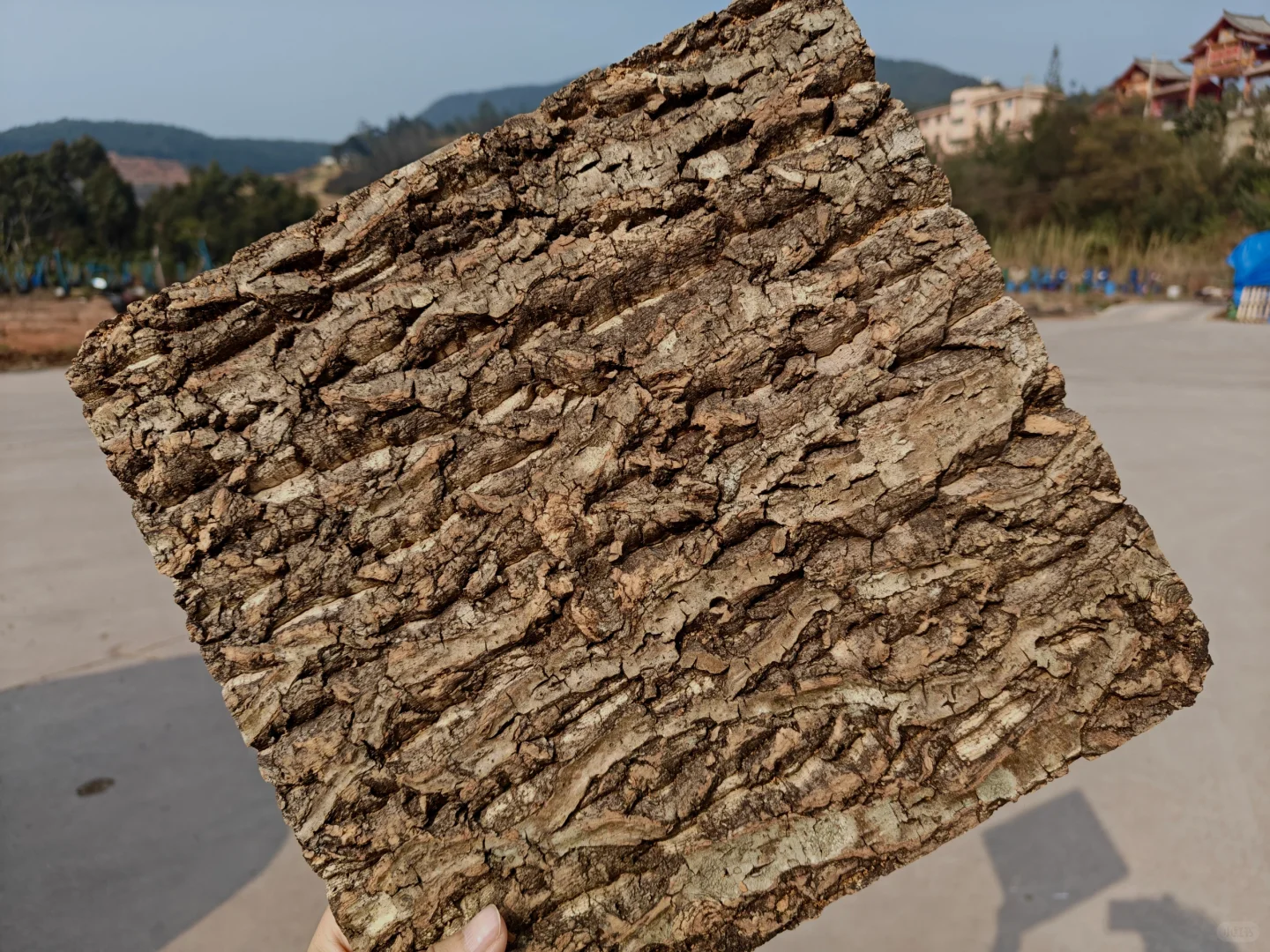 被低估了的可持续材料｜栓皮栎树皮