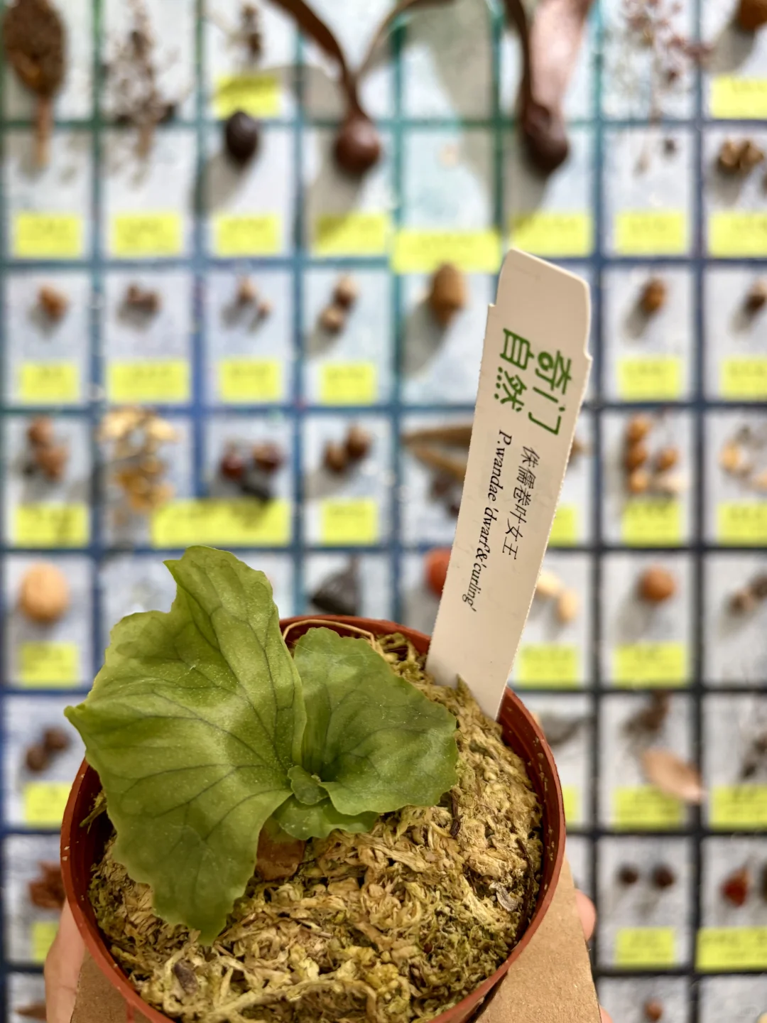 没有人能空手离开无锡热植展?