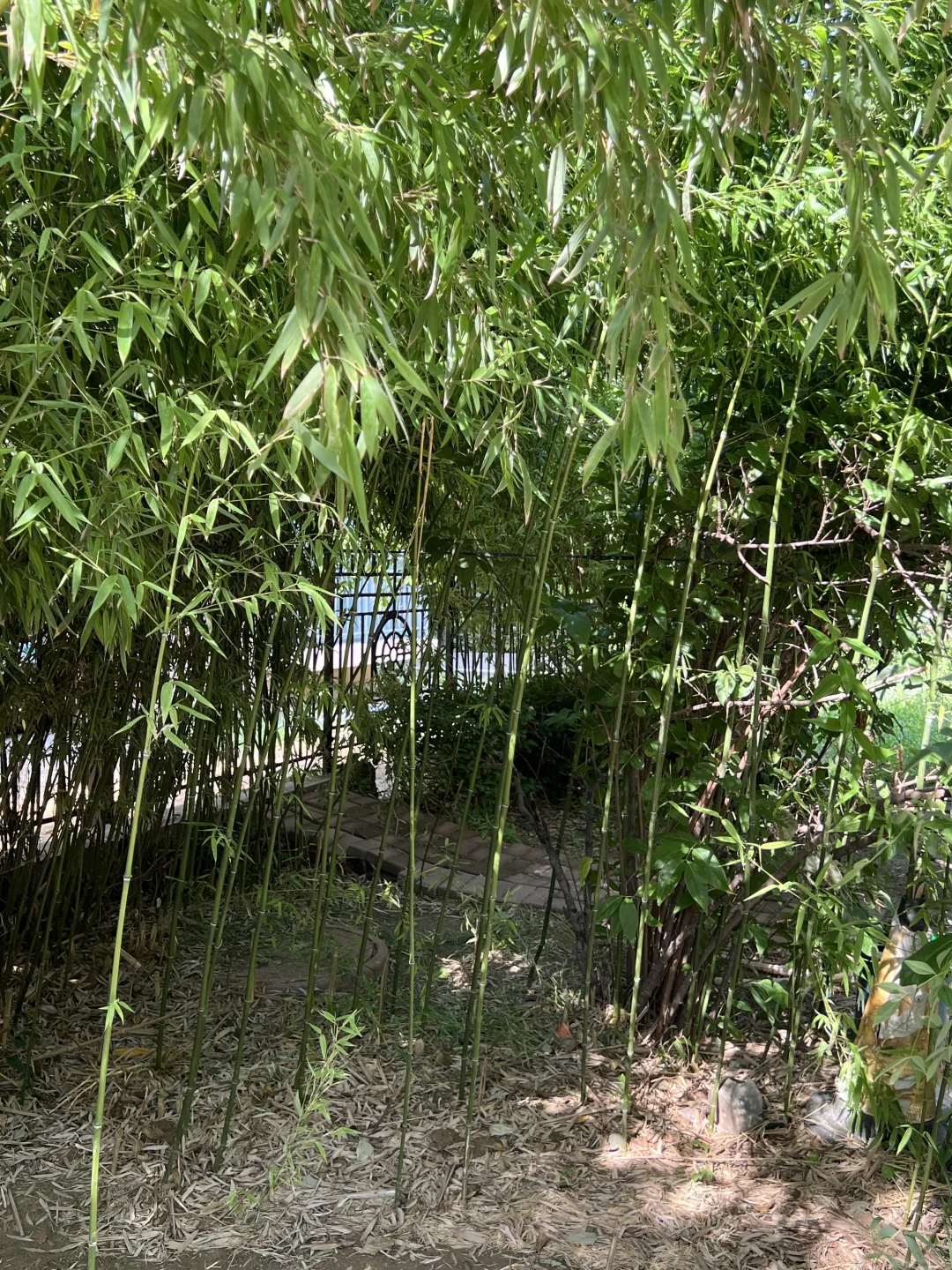 淄博 免费送竹子！