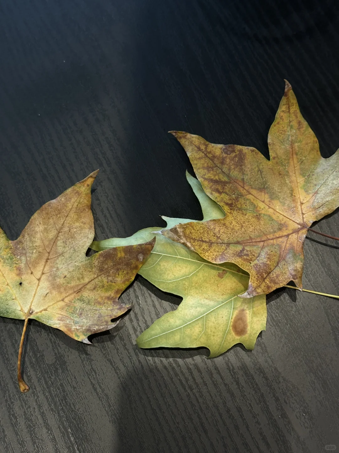 清晨的一杯温柔，轻盈无负担