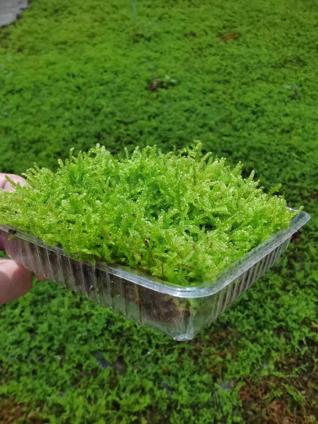 苔藓混搭一共6盒 满足不同造景需求