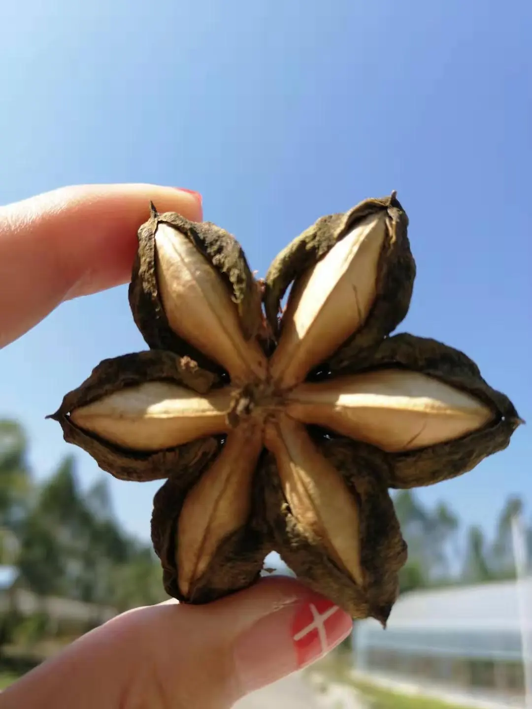 天然健康的营养来源的美藤果！