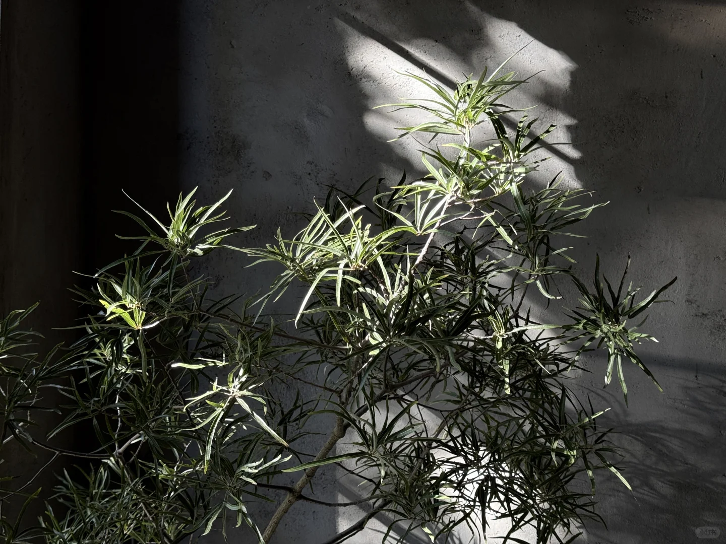 旧厂换新颜-钢架上的绿藤光阴