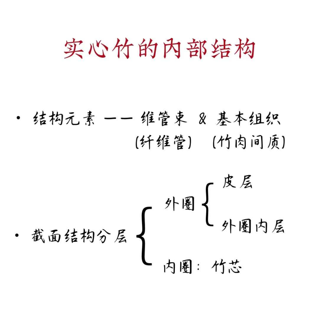 实心竹的微观结构