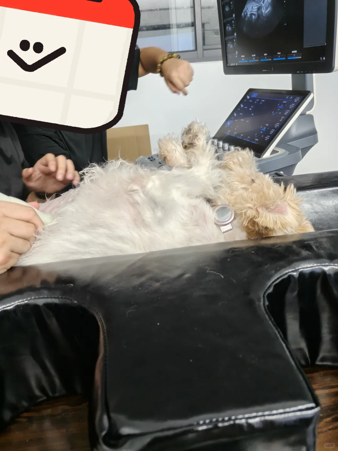 00后兽医入行宠物医疗设备