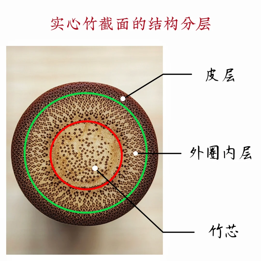 实心竹的微观结构