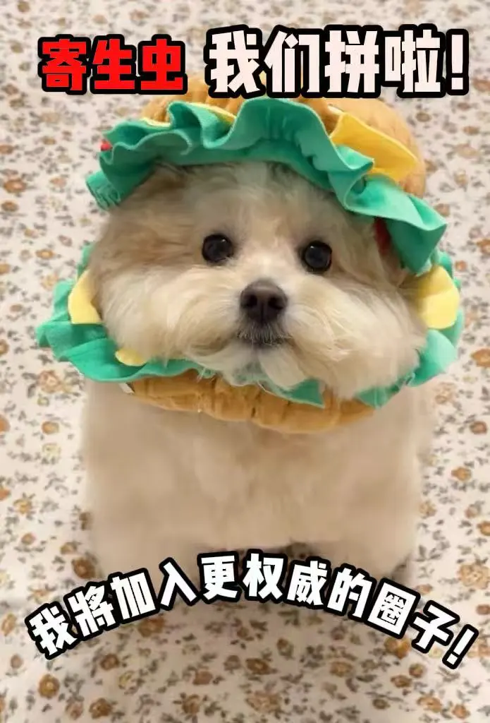 更权威的驱虫圈子，我来了！！！