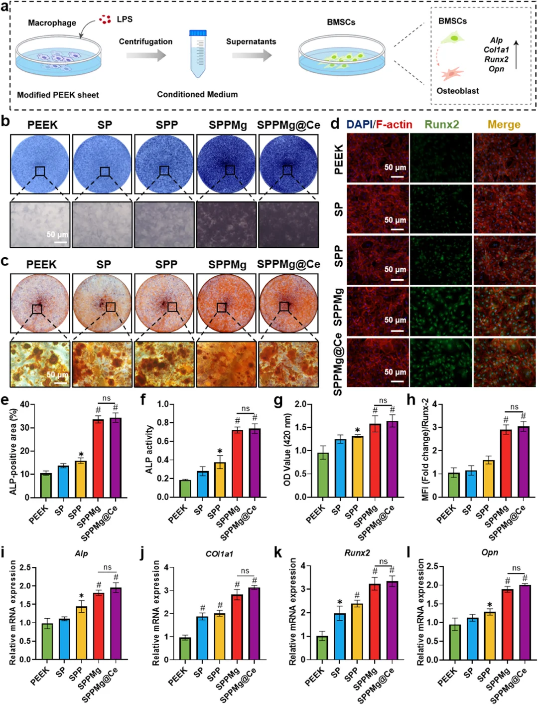 抗菌&骨免疫调节:微环境响应性聚醚醚酮
