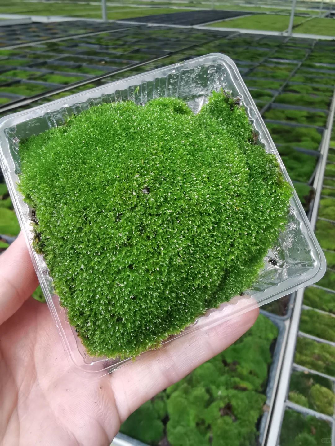 苔藓混搭一共6盒 满足不同造景需求