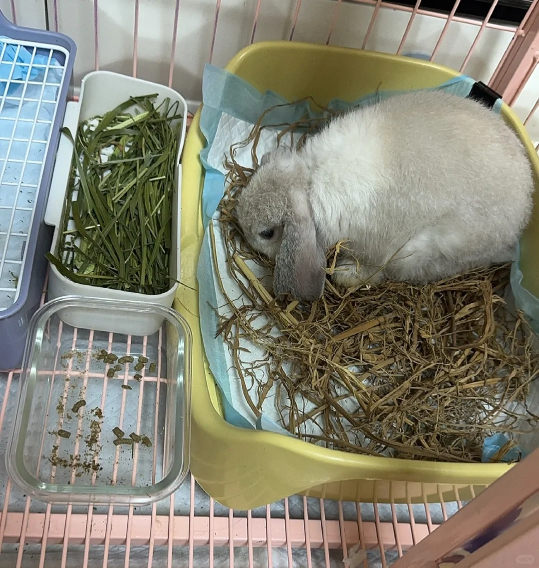 灰兔子为什么后背长白毛呢