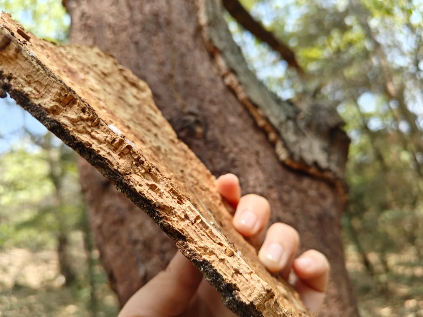 被低估了的可持续材料｜栓皮栎树皮