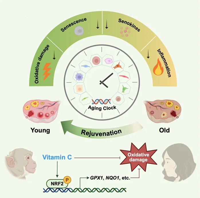 科学大发现-口服维生素C可显著延缓卵巢衰