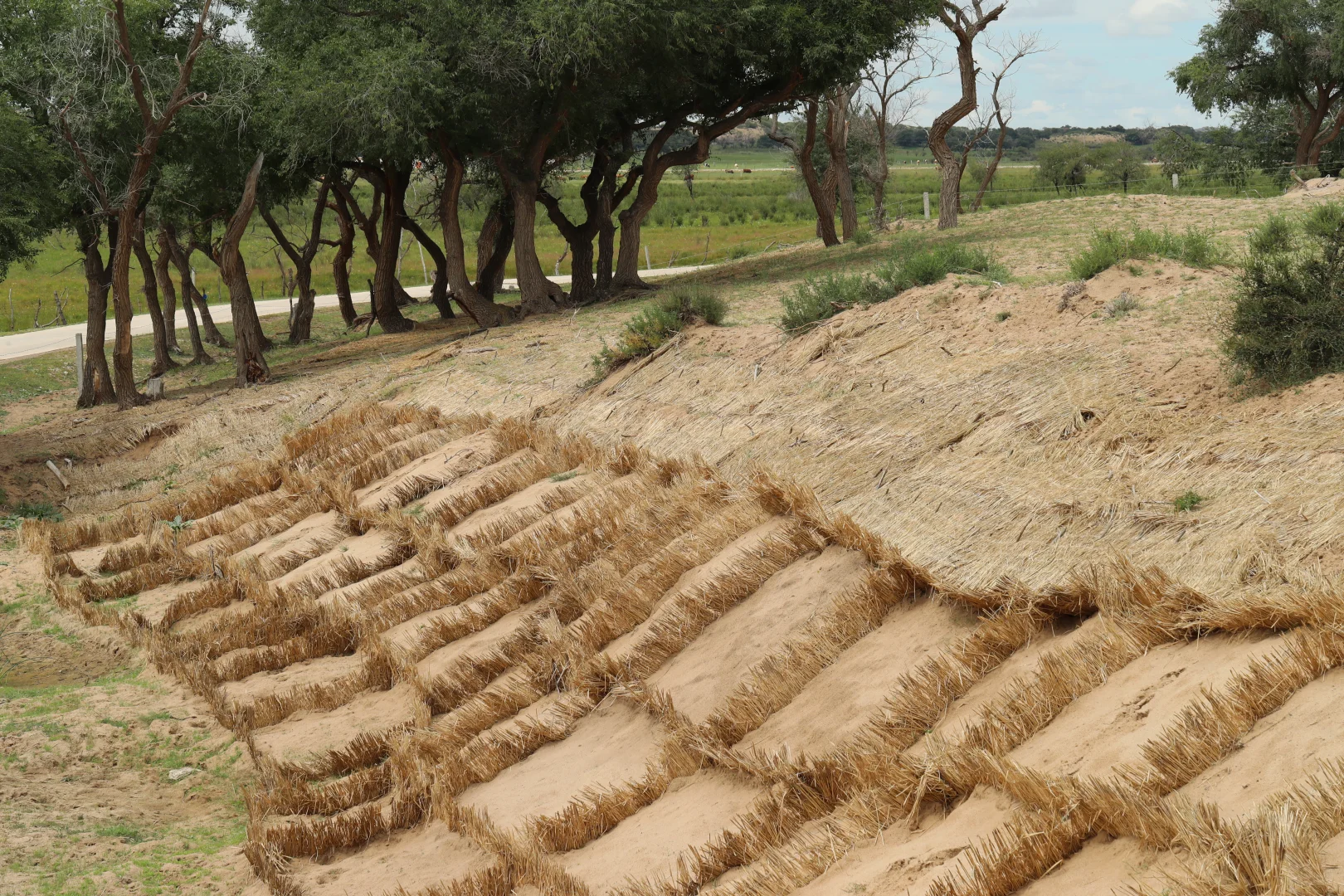 浑善达克沙地修复的秘密，你... 知道么！