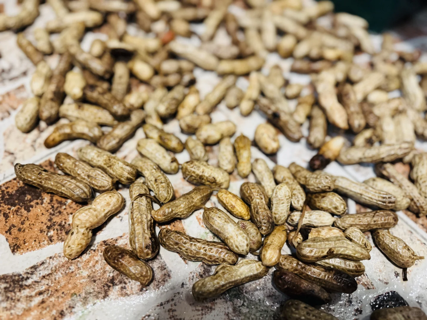 周末遛娃之采摘蔬菜，看看鸡鸭鹅和兔子