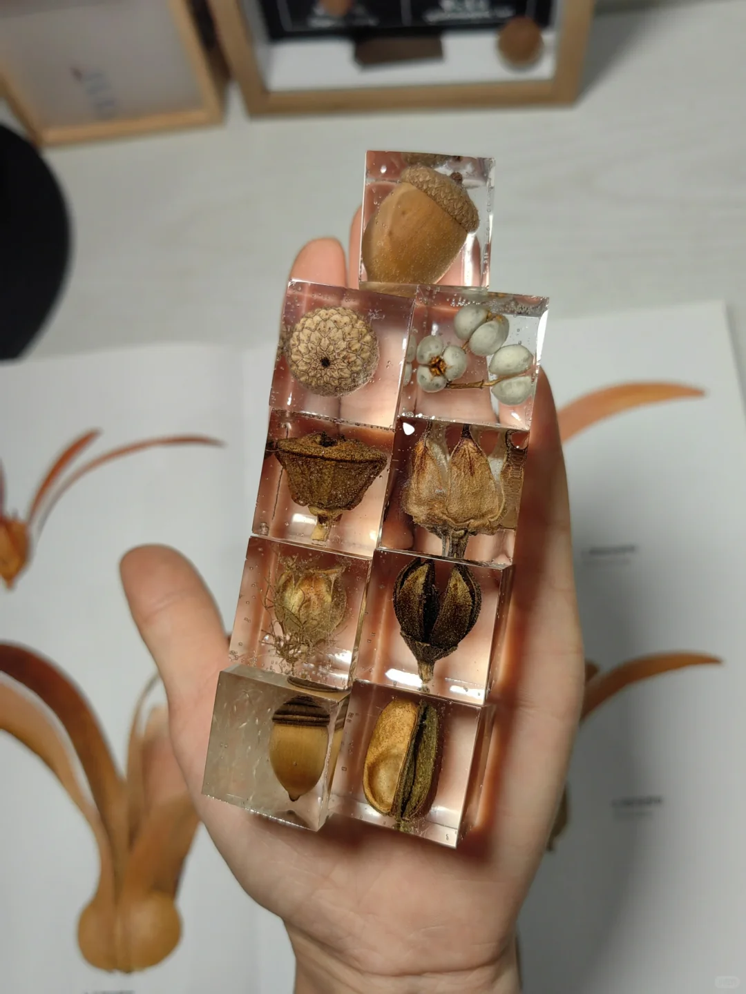 滴胶种子标本，让美永恒！