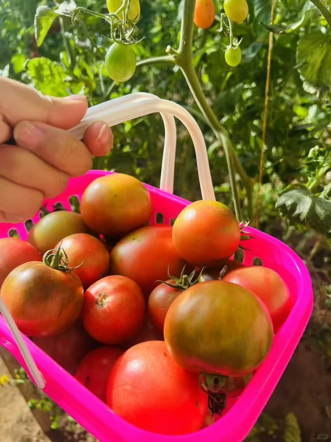 周末遛娃之采摘蔬菜，看看鸡鸭鹅和兔子