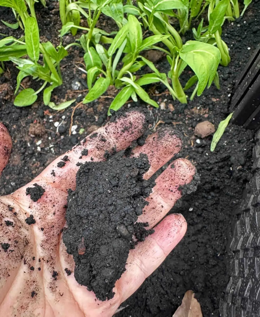 再说毒营养土和工业废土，看图学鉴别
