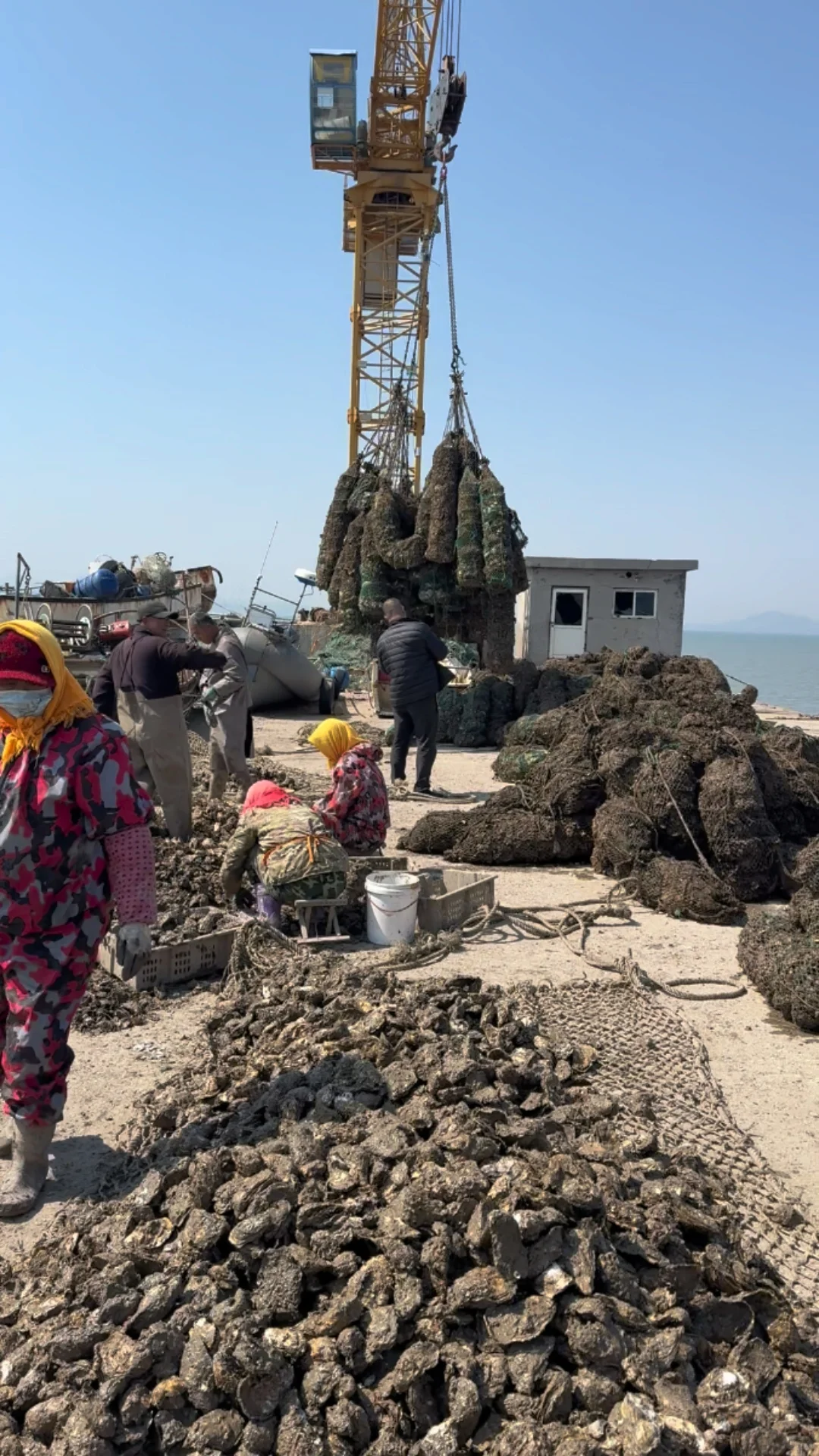 揭秘!古法养殖的生蚝上餐桌前的神秘之旅