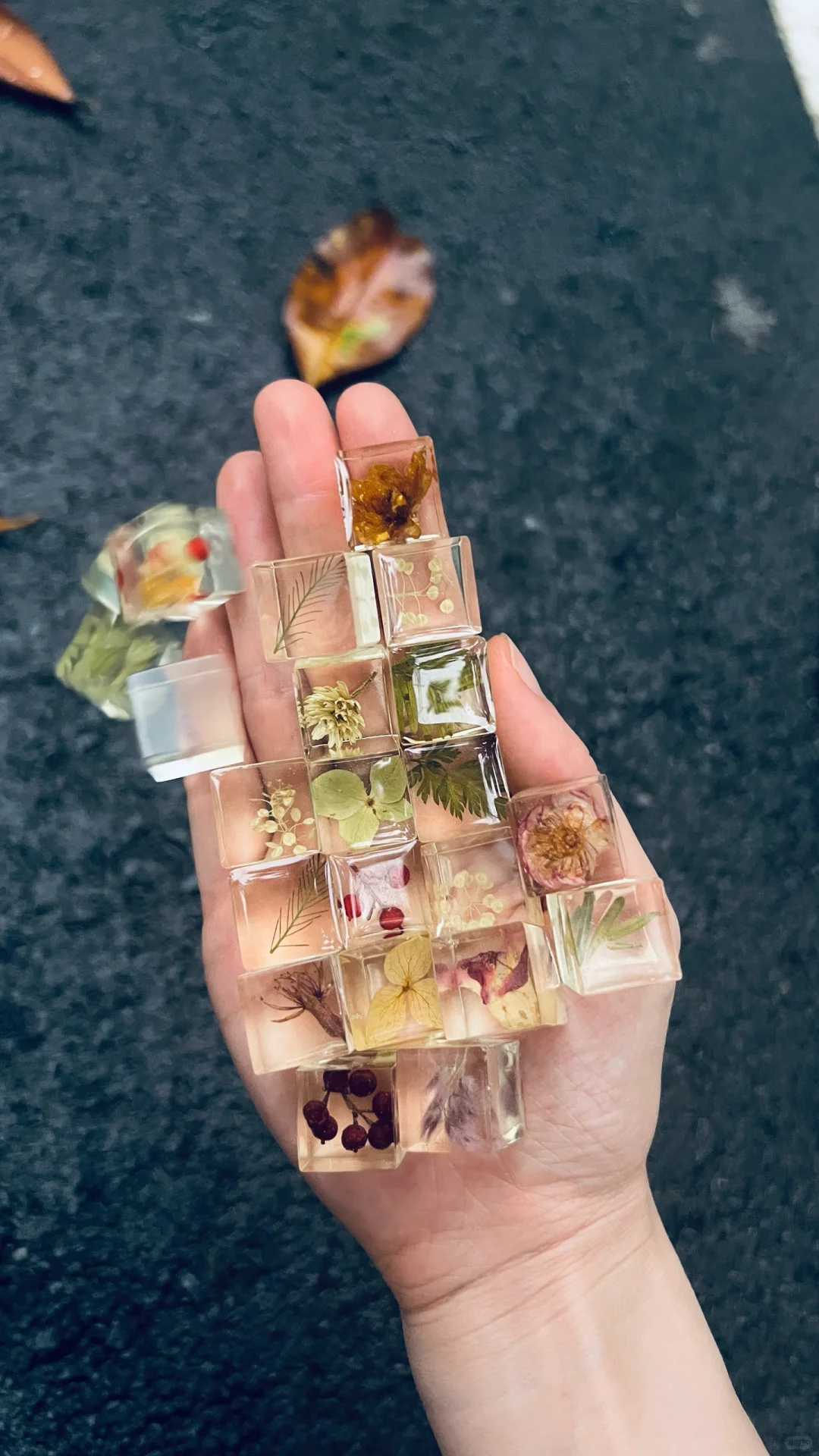 生命立方||植物在方寸间凝固永恒