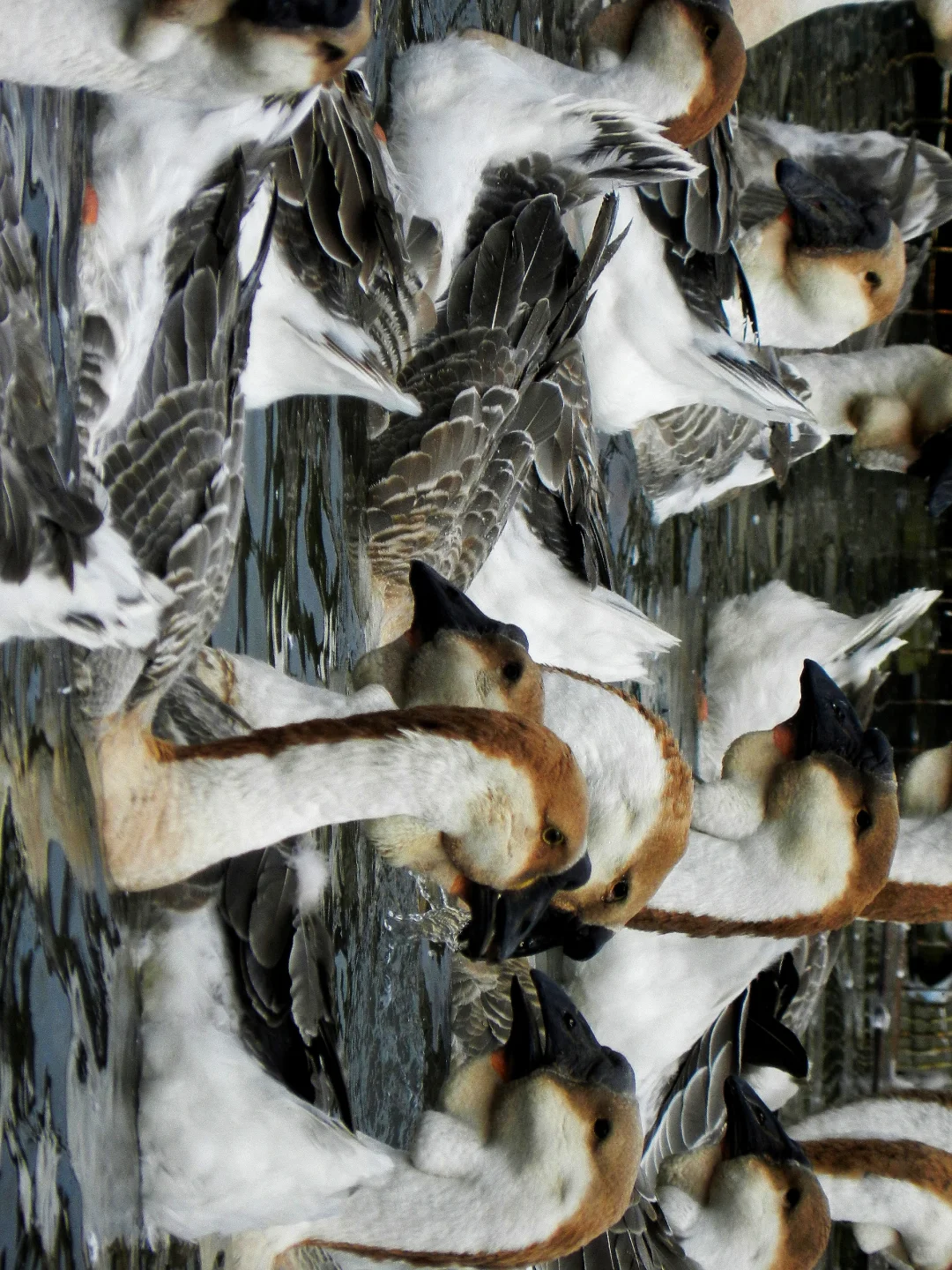 潜入澄海狮头鹅养殖场!