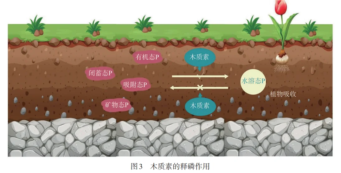 木质素竟成土壤救星？让土地重获新生