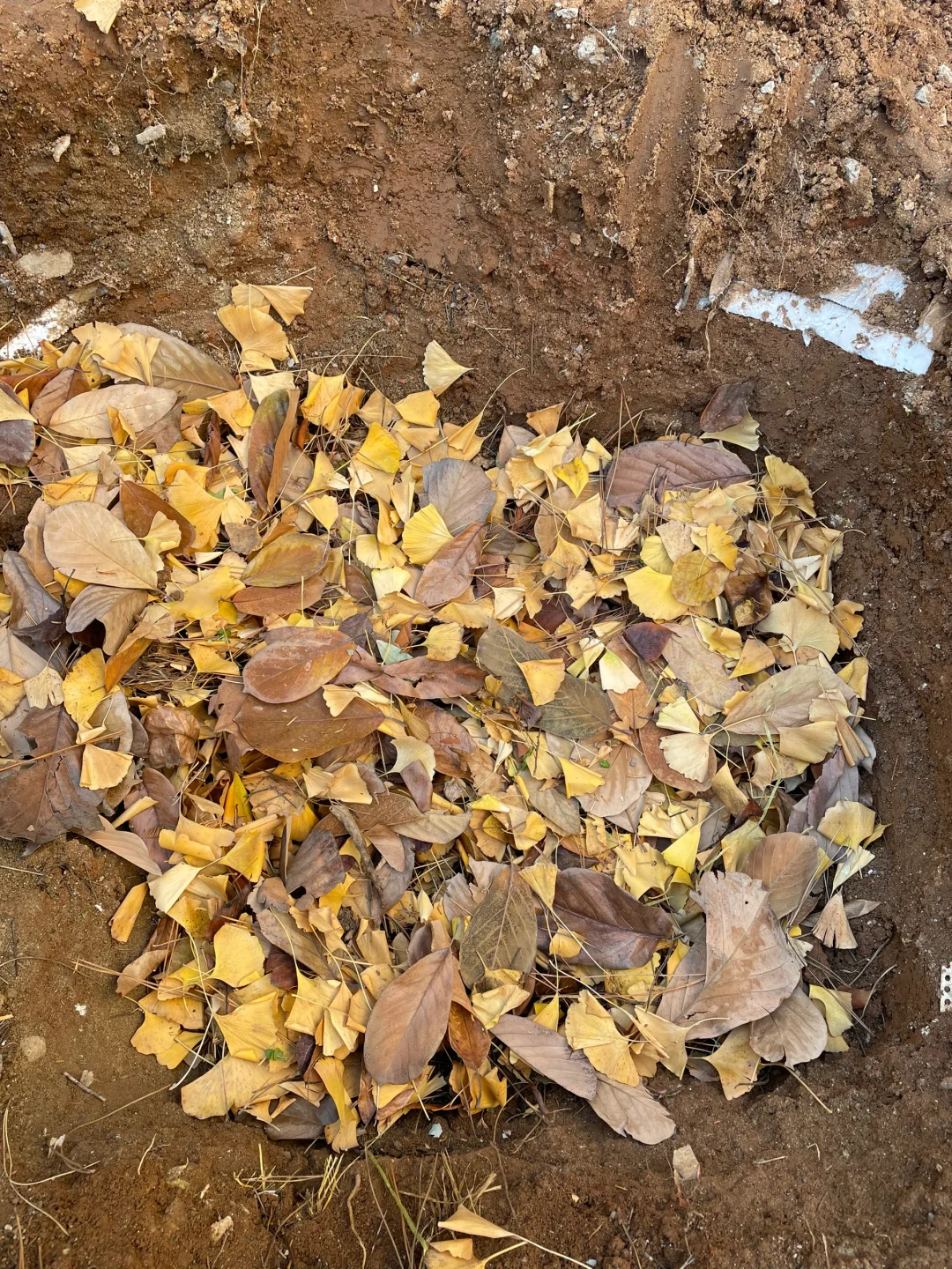 堆肥初体验，这样能成功吗