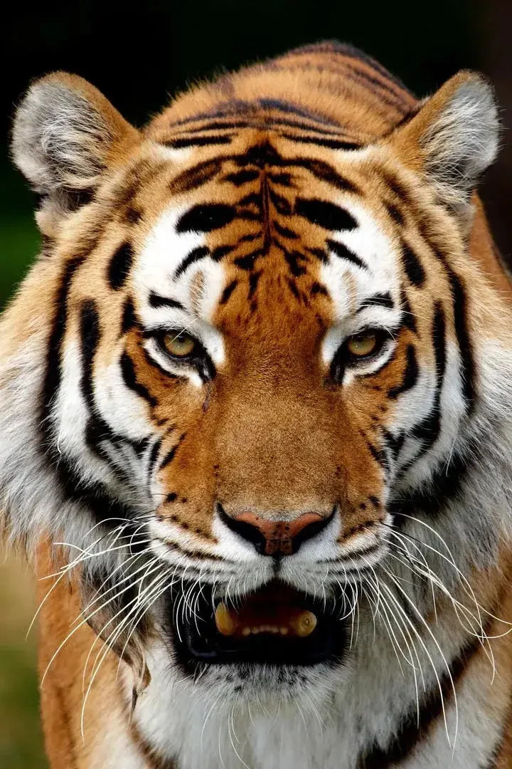 气虚气郁之人自我疗愈，多看虎虎吧