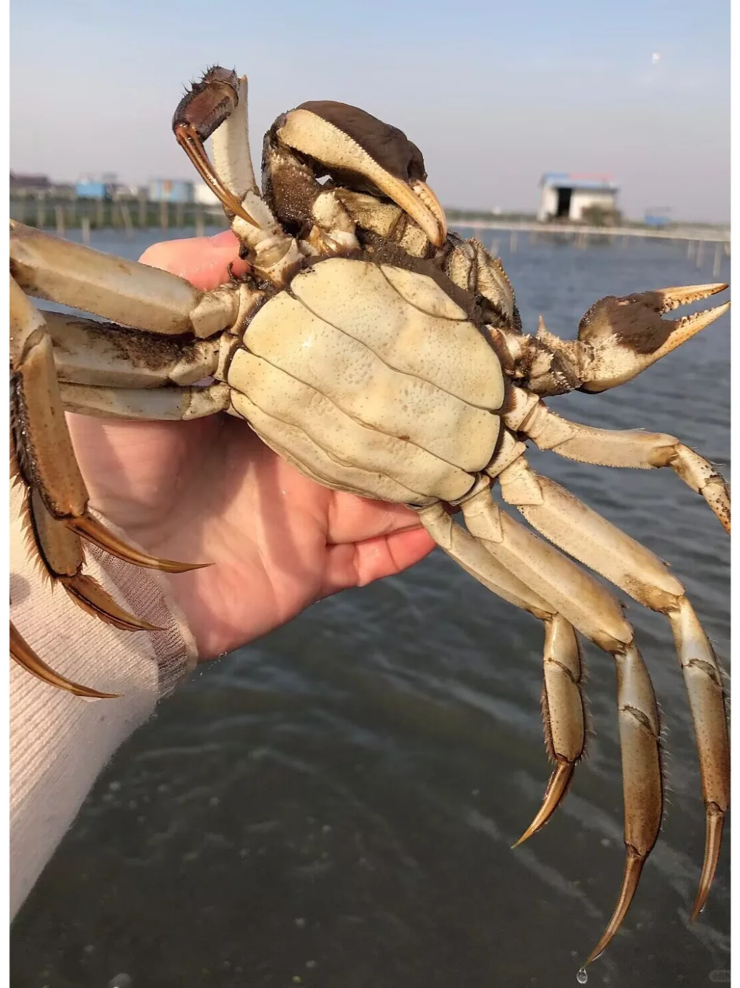 我们家大闸蟹都是自产自销