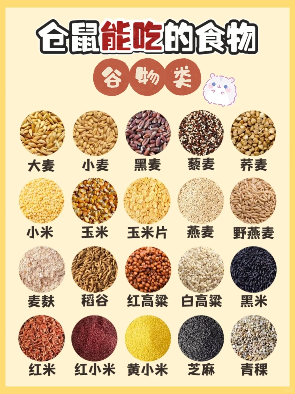 ?仓鼠能吃哪些食物？