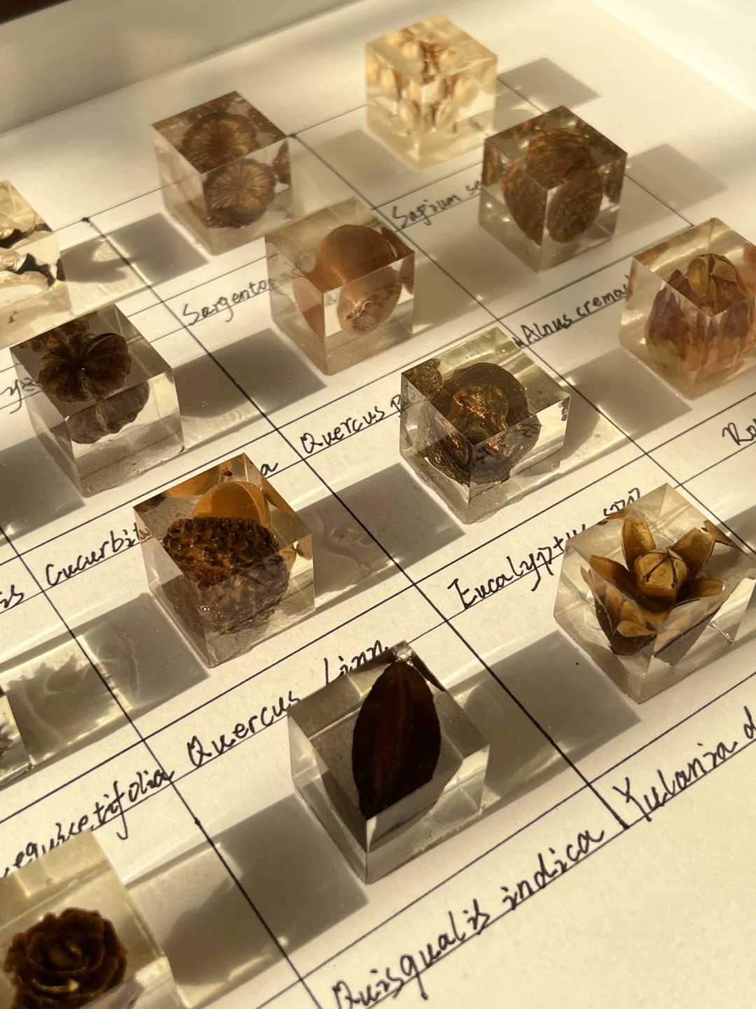 滴胶植物标本?|把秋天留在秋天