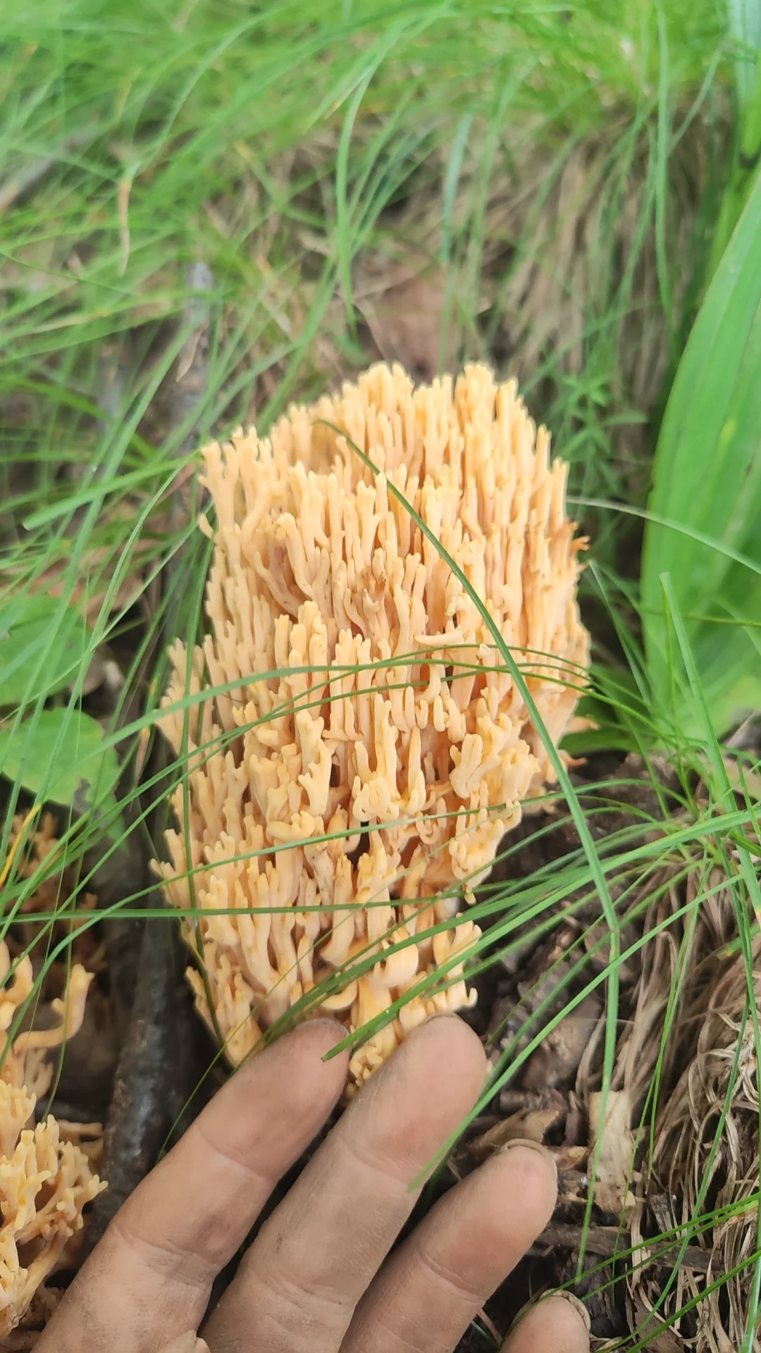 今日又解锁一种蘑菇-变色丝膜菌