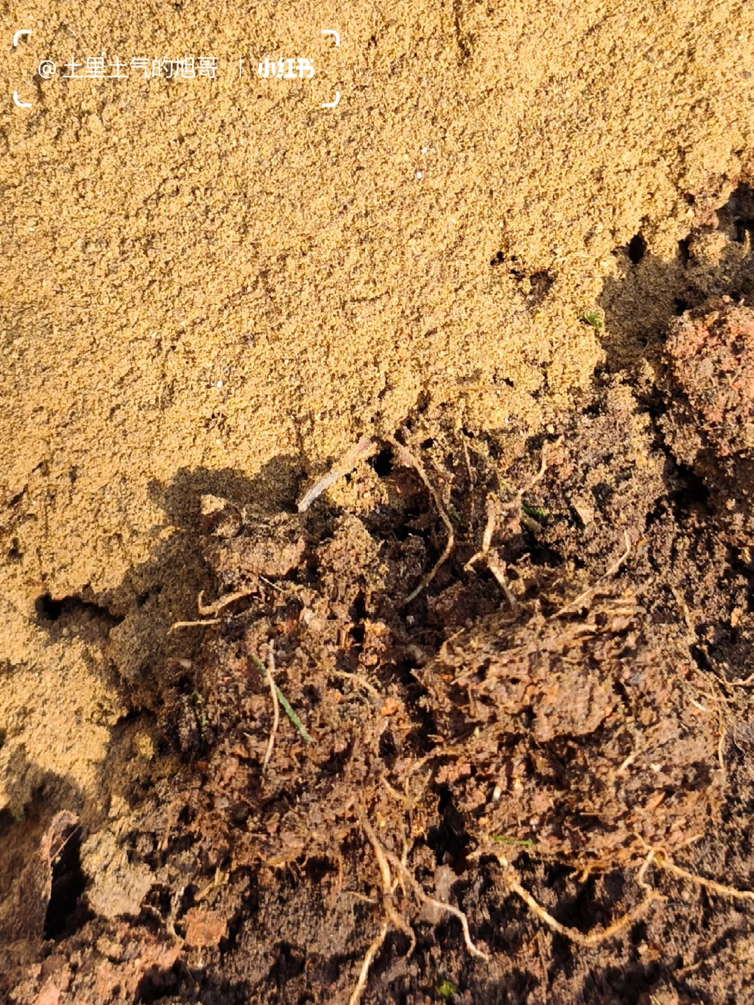 旧土翻新术0成本救活废土&灭虫养土搞定