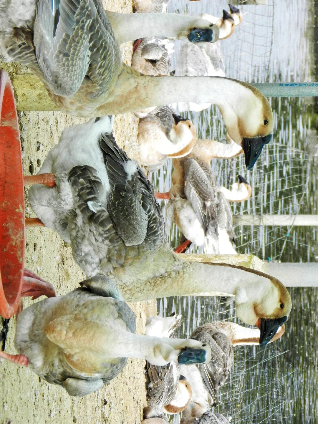 潜入澄海狮头鹅养殖场!