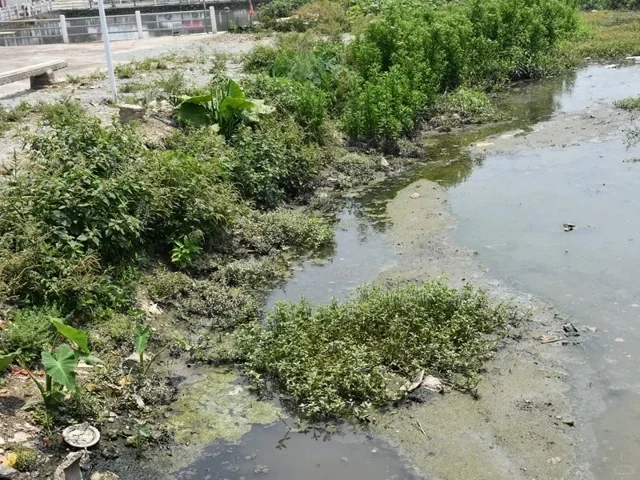 生态修复是江河湖库水体污染治理的主流