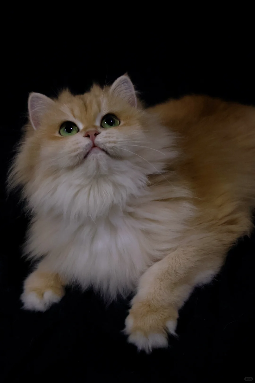 新母单麻双十二长毛金渐层